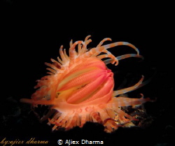 File clam (limaria sp) 
Taken with Canon G10 in canon ho... by Ajiex Dharma 